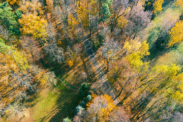 road in the autumn forest with yellow deciduous trees. aerial view from flying drone