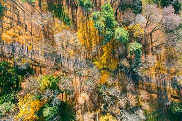 aerial view of colorful forest in autumn with road surrounded by yellow trees