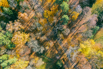aerial top view of road in beautiful autumn forest in rural area of Belarus