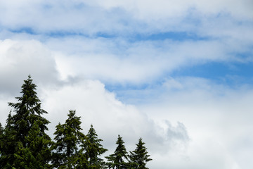 Nature pattern in white clouds and blue sky, row of evergreen trees
