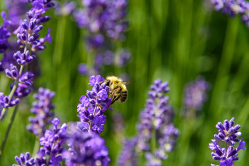 Purple flowers of English Lavender blooming on a sunny day, honeybee pollinating
