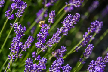 Obraz premium Purple flowers of English Lavender blooming on a sunny day, honeybee pollinating 