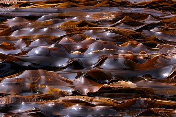 Strips of fresh Japanese brown kombu kelp seaweed glisten in sunlight abstract texture background