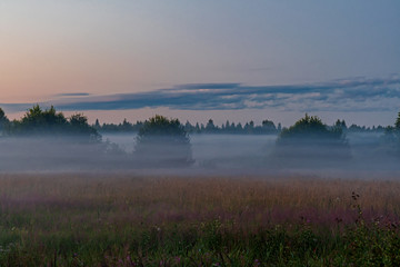 Foggy evening in the forest, Pskov region, Russia
