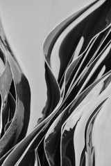 Black white curvy kombu kelp seaweed in sea water abstract background © Alexandra Scotcher