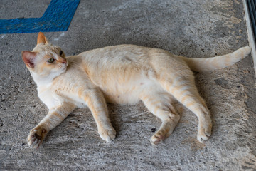 the yellow cat lay on the concrete floor