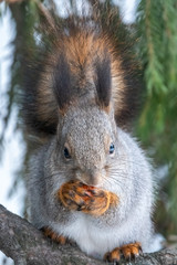 The squirrel with nut sits on a fir branches in the winter or autumn.