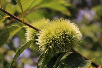 A cluster of sweet chestnuts ripen on the tree in summer