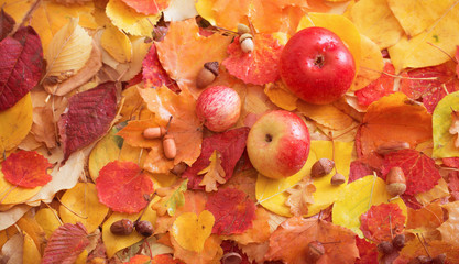 apples and autumn leaves with rain drops