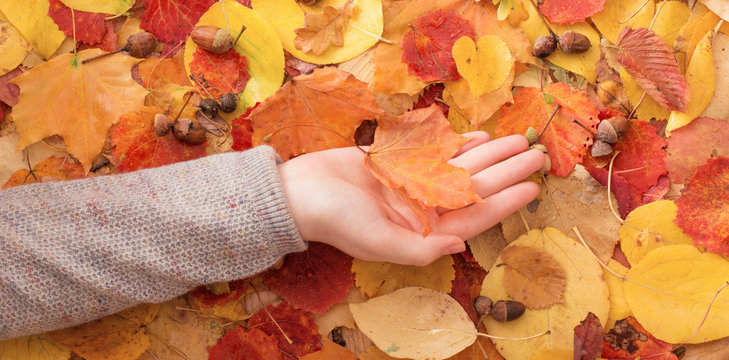 maple leaf in hand outdoor