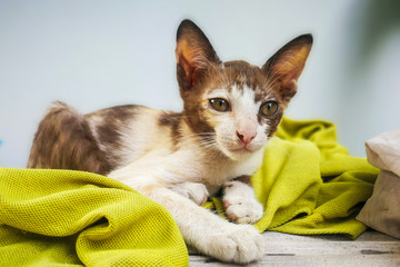 Female three-color Thai kittens lie on a pile of cloth.