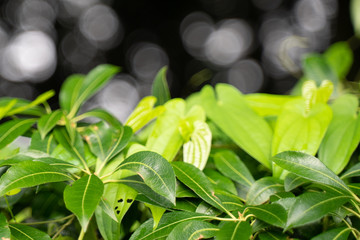 グリーンリーフと玉ボケ