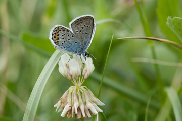 A closeup shot of a butterfly sitting on a white flower