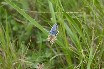 A closeup shot of a butterfly sitting on a white flower