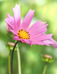  pink garden flower Cosmos , close-up      