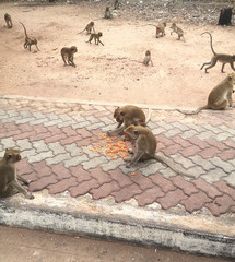 Monkey sitting eating snacks on the cement floor