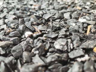 ants on the beach
