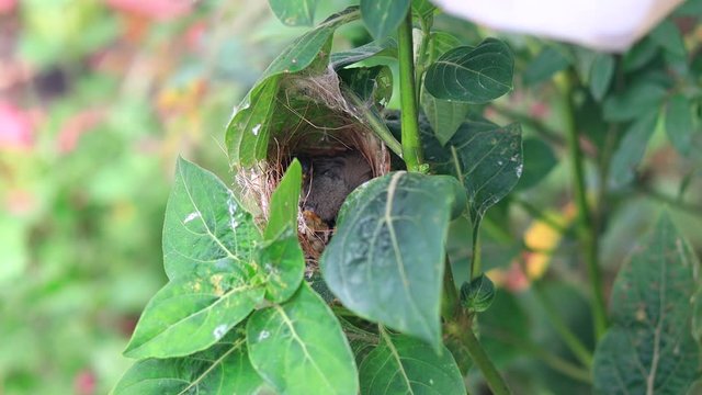 Cute Young Carefree Ashy Wren Warbler (Prinia Socialis) fledglings chilling in the nest.