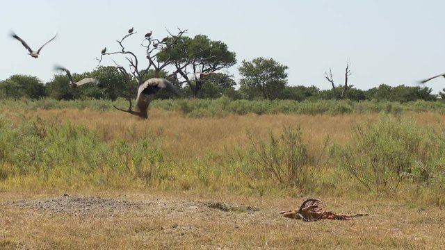 Wide shot of a flock of white-backed vultures taking off flaying away from a carcass.
