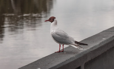 Baltic seagull bird.