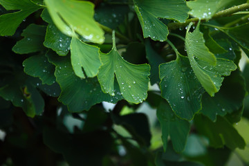 Raindrops close-up on young leaves of Ginkgo Biloba. Abstract nature background, Soft focus