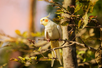 White cockatoo on tree
