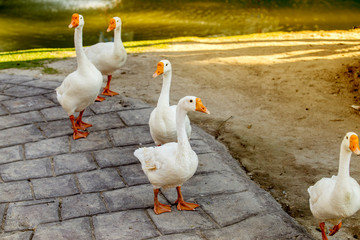 A herd of geese walks the hills in the evening golden sky.
