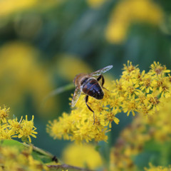 Honey bee collecting pollen on a Canadian goldenrod yellow flowers. Apis mellifera on Solidago canadensis flower

