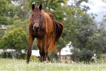 Brown horses running in the field