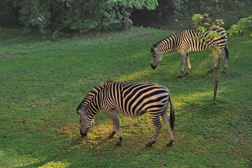 Fototapeta na wymiar Africa. Zambia. The zebras graze on the field.