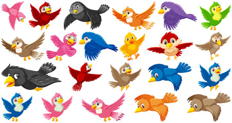 Set of bird cartoon character