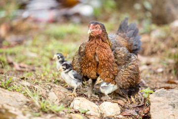 Hens take their chicks out for food