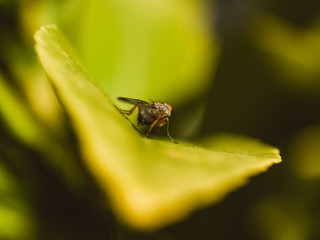 Close up of a fly on a leaf