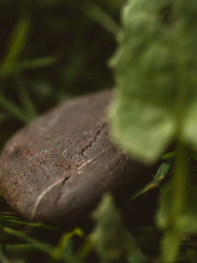 Close up of a rock in the garden