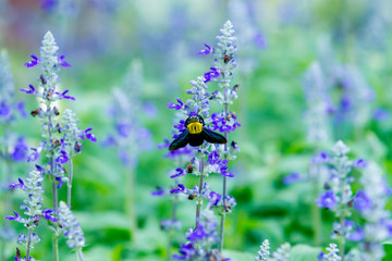 Insects suck nectar from purple flower pollen.