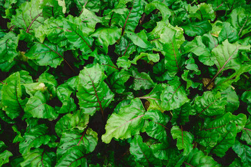 Beets grow on a personal plot. High quality photo