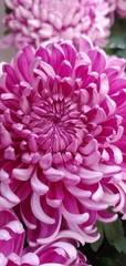 pink dahlia flower