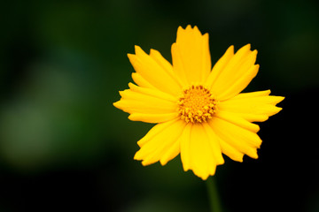 Yellow Daisy on Green