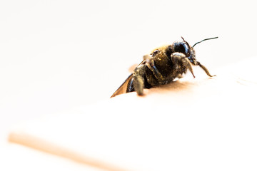 Carpenter Bee on White