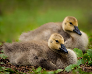 Baby Geese at the Duck Pond