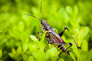 Horse Lubber Grasshopper on Branch
