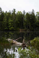 dead tree in the water