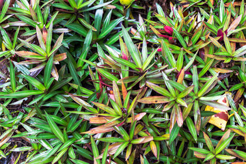 A carpet of small colorful plants radiating in the morning sun