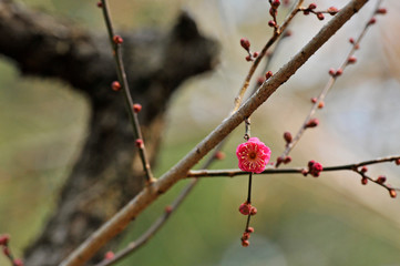可愛らしい梅の花