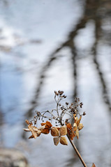 冬の枯れたノリウツギの花