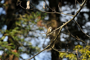 木に留まるコゲラ