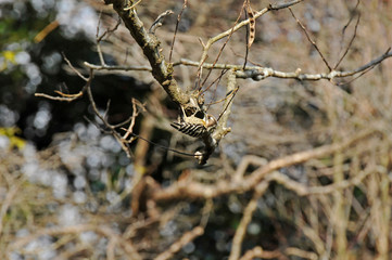 木に留まるコゲラ