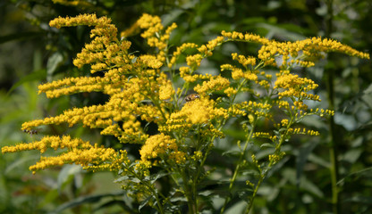 Close up picture of small yellow flowers on the bush, as wallpaper with bright shade. Background of wild herbs with yellow shade and green leaves. Macro photography.