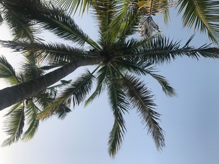 Obraz na płótnie Canvas palm tree against blue sky
