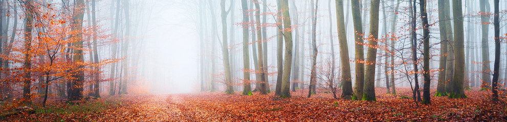 A pathway through the mysterious beech forest in a thick morning fog. Colorful red and orange leaves. Lorraine, France. Atmospheric autumn panoramic landscape. Eco tourism, environmental conservation